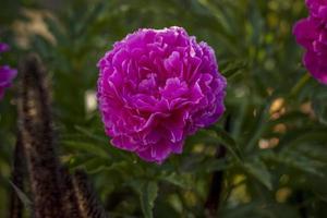 schöne und helle pfingstrosen wachsen in einem blumenbeet im park. Machen Sie an einem Sommertag einen Spaziergang im Park und schauen Sie sich die wunderschönen Blumen an. selektiver Fokus, Blumentapete. foto