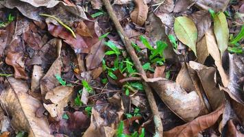 trockene Blätter auf dem Boden, die vom Baum fallen foto