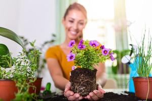 Frau bereitet Blumen zum Pflanzen vor. Gärtner, der Blumen im Topf pflanzt. junge frau, die blumen für das pflanzen während der gartenarbeit vorbereitet. menschen, gartenarbeit, blumenpflanzung und berufskonzept foto