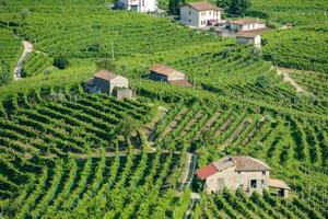 Weinberglandschaft in Rom in Italien foto