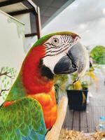 Porträt des farbenfrohen scharlachroten Ara-Papageien-Haustiers aus nächster Nähe, neugieriges Gesicht. foto