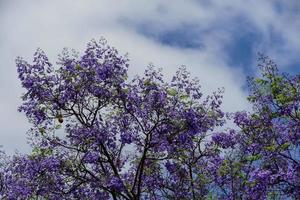 Blick auf den Baum mit lila Blüten foto