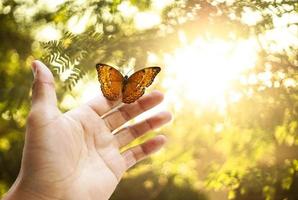 der schmetterling ist auf der hand im wald. und das goldene Licht der Sonne ist ein schöner Hintergrund foto