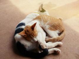 süße Katzen Umarmung zeigt Wärme, Intimität, Vertrauen, Fröhlichkeit. foto