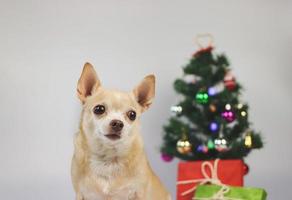 brauner Kurzhaar-Chihuahua-Hund, der auf weißem Hintergrund mit Weihnachtsbaum und roter und grüner Geschenkbox sitzt. foto