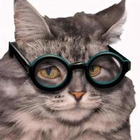 Nahaufnahme eines süßen Katzengesichts mit runder Brille. generative KI.