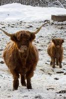 schöne schottische rote Kuh im Winter, Hemsedal, Buskerud, Norwegen, niedliche heimische Hochlandkuh mit Kalb, Tierfamilienporträt, Mutter mit Baby, Neujahrssymbol 2021, Tapete, Poster, Kalender, Postkarte foto