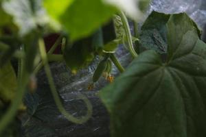 Blumen und Ranken von Gurken, die in einem Gewächshaus wachsen foto