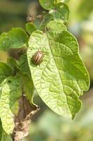 Schädling ist ein Kartoffelkäfer, der auf einem Blatt einer Pflanze im Garten kriecht foto