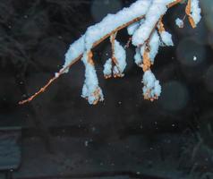 Linde bedeckt mit dem ersten Schnee. Lindenzweig mit trockener Blüte im Winter. foto