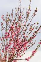 rosa Blüten des Pfirsichbaums am Frühlingsabend foto