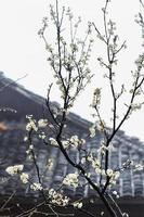 nasse weiße Blüte von Kirschbaum und Landhütte foto