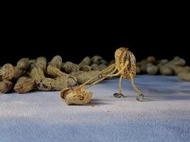 offene Erdnüsse schossen Makro im Studio, Konzept einer Erdnuss-Vogelscheuche in Bewegung foto