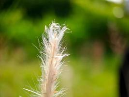 pennisetum villosum ist eine blühende Pflanzenart aus der Familie der Poaceae, gebräuchlicher Name Federspitzengras oder einfach Federspitzengras, grüne Hintergrundunschärfe foto