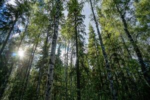 Landschaft in Schweden, Europa foto