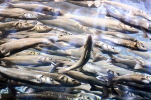 viele fische schwimmen foto