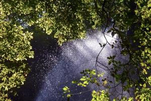 Bäume im Wald foto