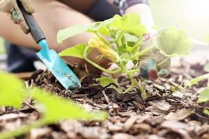 Erwachsene Frau Gemüse aus dem Garten pflücken foto