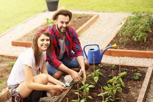 junges Paar, das Bio-Gemüse pflanzt foto