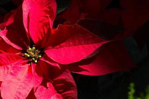 Weihnachtsstern Blume mit schwarzem Hintergrund und Platz für Text foto