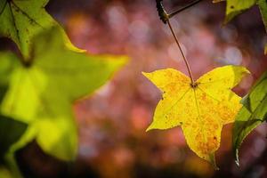 ahornblätter bunte schöne herbstlandschaft foto