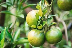 Nahaufnahme von Satsumas Bang Mot Tangerine, die am Baum reifen foto