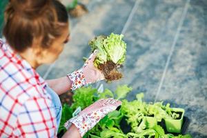 junge Gärtnerin, die im Gewächshaus mit Salat arbeitet foto