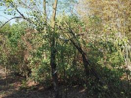 Baum durch Stürme während des Sturms beschädigt foto