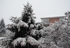 Schnee auf Bäumen foto