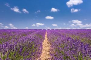 schönes Foto von Lavendelfeld, Sommerlandschaft mit Lavendelblüten und blauem Himmel. wunderbare sommerlandschaft, naturkonzept. inspirierende und ruhige Hintergrundvorlage