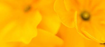 schöne sanfte frühlingssommerblumen gelbe und orange farbe. Inspirationsnaturhintergrund, blühende Blumennahaufnahme. florale Desktop-Banner-Postkarte. romantisches weiches sanftes künstlerisches bild, kopierraum foto