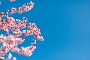 abstrakte Blumenkulisse aus lila Blumen über Pastellfarben mit weichem Stil für Frühling oder Sommer. Naturfahnen-Frühlingshintergrund mit Kopienraum. schöne inspirierende bunte natur foto