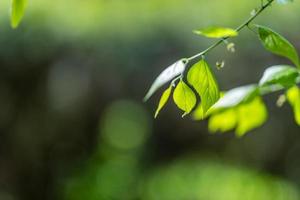 Nahaufnahme der Naturansicht des grünen Blattes auf unscharfem grünem Hintergrund im Garten mit Kopienraum unter Verwendung der natürlichen grünen Pflanzenlandschaft des Hintergrundes, Ökologie foto