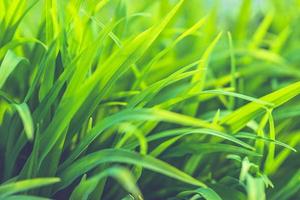 Nahaufnahmenatursonnenuntergang der grünen Graswiese auf unscharfem grünem Hintergrund im Garten mit Kopienraum unter Verwendung auf unscharfem Hintergrund natürlicher grüner Pflanzenlandschaft, Ökologieschablone. foto