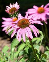 Sonnenhut, Echinacea purpurea foto