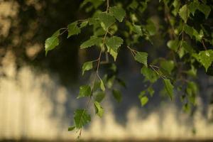 Details der Natur. Natur im Sommer. foto