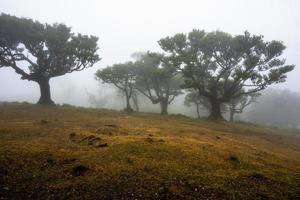 2022 08 18 Madeira Laurisilvia 15 foto