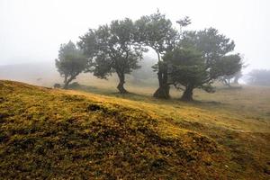 2022 08 18 Madeira Laurisilvia 28 foto