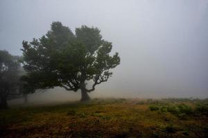 2022 08 18 Madeira Laurisilvia 16 foto