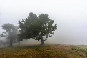 2022 08 18 Madeira Laurisilvia 9 foto