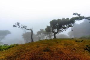 2022 08 18 Madeira Laurisilvia 6 foto