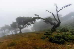 2022 08 18 Madeira Laurisilvia 7 foto