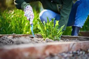 Bild einer Frau, die mit Werkzeugen im Garten arbeitet foto