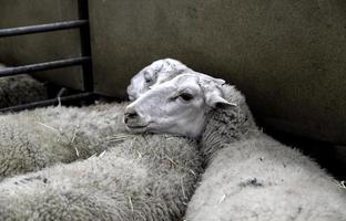 Schafe auf einem Bauernhof foto