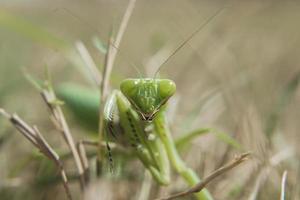 Makrofotografie der grünen Gottesanbeterin mantodea dyctyoptera, die auf grünem Gras kriecht und in die Kamera schaut. foto