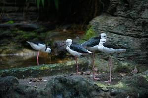 Bild von vier schwarzhalsigen Stelzenvögeln, die sich am Flussufer entspannen. foto