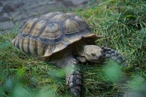 Sulcata-Schildkröte oder afrikanische Spornschildkröte kriecht auf einem Haufen grünen Grases. foto