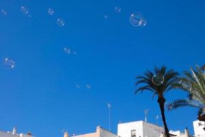 dattelpalmen im süden der iberischen halbinsel, cadiz, spanien, andalusien foto