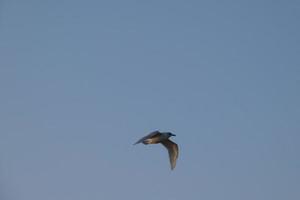 oiseaux solitaires sur le sable de la plage foto