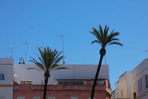 dattelpalmen im süden der iberischen halbinsel, cadiz, spanien, andalusien foto